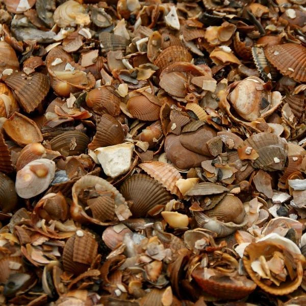 Noordzeeschelpen Gewassen In Big Bag Ca 0,7 M³ - Afbeelding 2